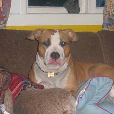 Amerikansk staffordshire terrier Freya