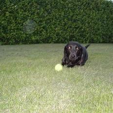 Blanding af racer Trine III