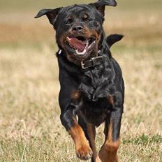 Rottweiler  Rex *26-4* - *22-8 06*