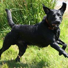 Labrador retriever Ozzy