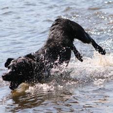 Labrador retriever Ozzy