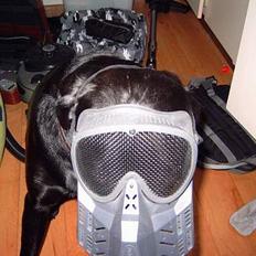 Labrador retriever Ozzy