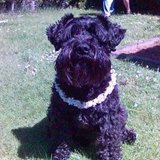 Dvaergschnauzer Lucas