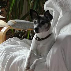 Dansk svensk gaardhund Chilli