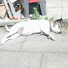 Dansk svensk gaardhund Chilli