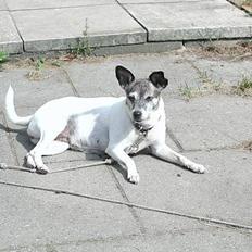 Dansk svensk gaardhund Chilli