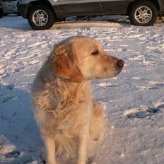 Golden retriever Fair Lady Laura - Bella †