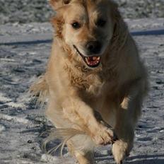 Golden retriever Fair Lady Laura - Bella †