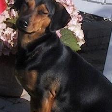 Blanding af racer Tanni (død)