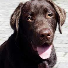 Labrador retriever Rolf