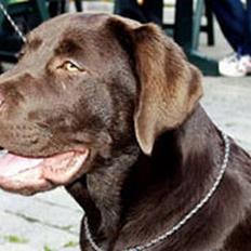 Labrador retriever Rolf