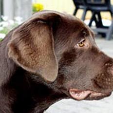 Labrador retriever Rolf