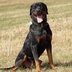 Rottweiler Tiny *18-12*