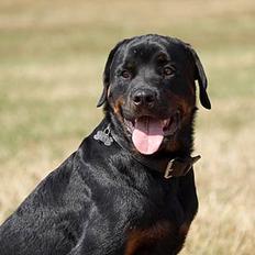 Rottweiler Tiny *18-12*