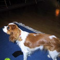 Cavalier king charles spaniel  - Poggi
