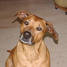 Rhodesian ridgeback Libaax (løve på Somalisk)