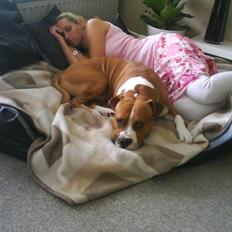 Amerikansk staffordshire terrier Armani A.K.A. "Sheriffen"