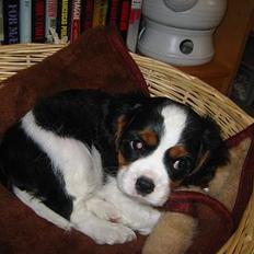 Cavalier king charles spaniel Thyholm´s Diamond Daisy