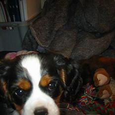 Cavalier king charles spaniel Thyholm´s Diamond Daisy