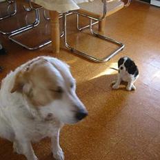 Cavalier king charles spaniel Thyholm´s Diamond Daisy