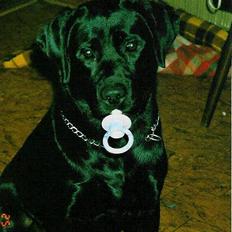 Labrador retriever Funny tims Heros død