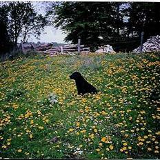 Labrador retriever Funny tims Heros død