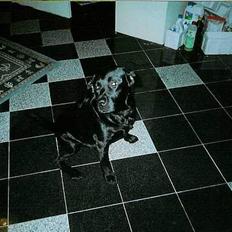 Labrador retriever Funny tims Heros død