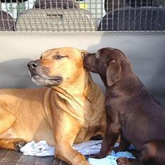 Labrador retriever Hannibal