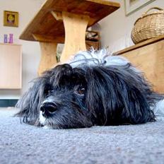 Chinese crested powder puff Milo