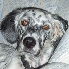 Engelsk setter Molte