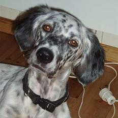 Engelsk setter Molte