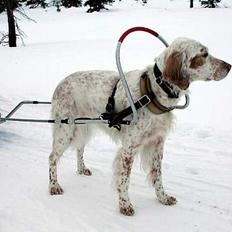 Engelsk setter Lotte