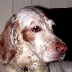 Engelsk setter Lotte