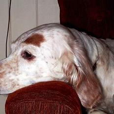 Engelsk setter Lotte