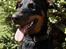 Blanding af racer Rosa *RIP* - 20/04/10 - sommer 2006