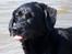 Labrador retriever Molly - Min elskede hund. Vandhunden Molly