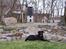 Labrador retriever Molly - Molse pigen