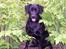 Labrador retriever Molly