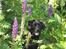 Labrador retriever Molly - Smukke Molly ude i haven