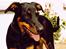 Blanding af racer Rosa *RIP* - 20/04/10 - Sommer 2005, 1½ år gammel