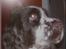 Engelsk springer spaniel bonnie - ja man sød ikke..