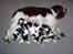 Engelsk springer spaniel bonnie - bonnie og hendes hvalpe