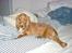 Cocker spaniel Tilde