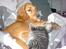 Cocker spaniel Tilde