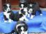 Border collie Indiana Jones "Indi" - RIP - Indi med nogle af hans søskende - ca 5 uger gamle