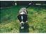 Border collie Indiana Jones "Indi" - RIP - 9 uger og hyrder allerede