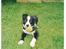 Border collie Indiana Jones "Indi" - RIP - Indi med yndlings legetøjet 