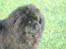 Chow chow Balder/ Incipit Que Feliz - Hvem sagde ost!?