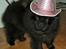 Chow chow Balder/ Incipit Que Feliz - Jeg er en glad lille cowboy!