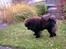 Chow chow Balder/ Incipit Que Feliz - "Det blad vender forkert!!"